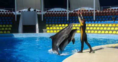 Экскурсия из Феодосии: Коктебельский дельфинарий фото 12699